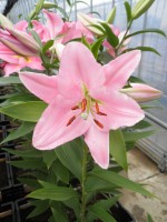 [1892 Ficini VH No01.JPG]